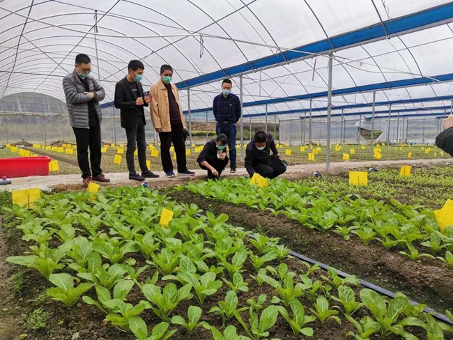 調(diào)研前洋蔬菜基地現(xiàn)場(chǎng)。福建省公路中心供圖