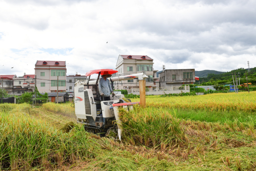 搶收現(xiàn)場(chǎng)，穿梭于稻田間的收割機(jī)發(fā)出陣陣轟鳴。夏海濱攝