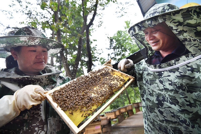 上杭縣溪北村黨支部領(lǐng)辦才溪紅農(nóng)業(yè)專業(yè)合作社與卓連福合作建立林下養(yǎng)蜂基地，每年可為村合作社增收16萬(wàn)元.jpg