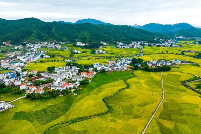 廬豐畬族鄉(xiāng)“中心村”黨委實施2300畝土地平整，將原本的小田變成集中連片、旱澇保收、節(jié)水高效、穩(wěn)產(chǎn)高產(chǎn)的高標準農(nóng)田，打造萬畝田園風光示范帶。.jpg