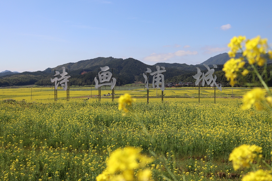 三月春至，浦城縣油菜花田中一片金黃。