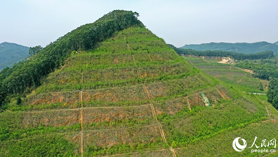 漳州臺商投資區(qū)獅山-周福廢棄礦山采取分級削坡等修復(fù)整治后，綠意盎然。人民網(wǎng) 李昌乾攝