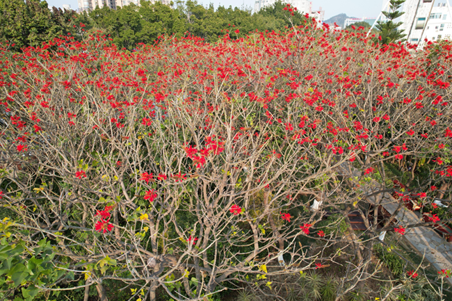 筍浯公園盛開的象牙刺桐。泉州市林業(yè)局供圖