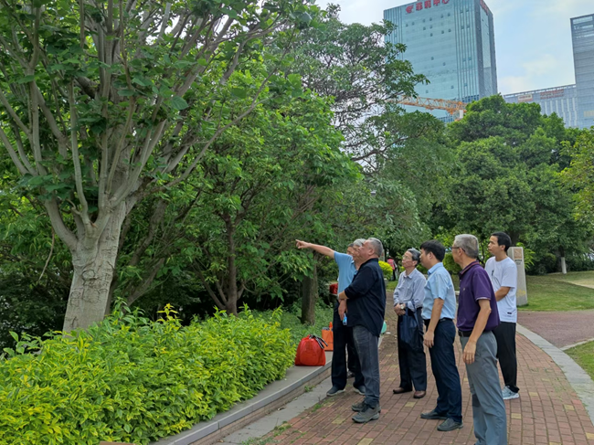 市區(qū)濱海公園“古老”刺桐。泉州市林業(yè)局供圖