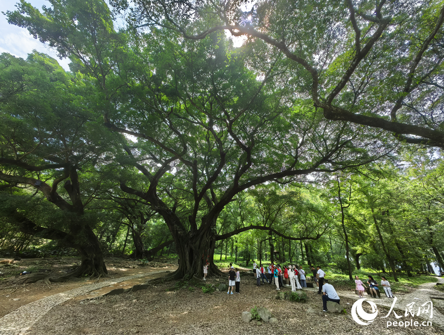 采訪團(tuán)在榕楓公園調(diào)研采訪。人民網(wǎng) 葉青卿攝