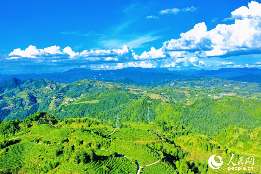 屏山是大田縣十萬畝茶園的核心區(qū)，大田美人茶最早就出產(chǎn)于此。人民網(wǎng) 李唯一攝