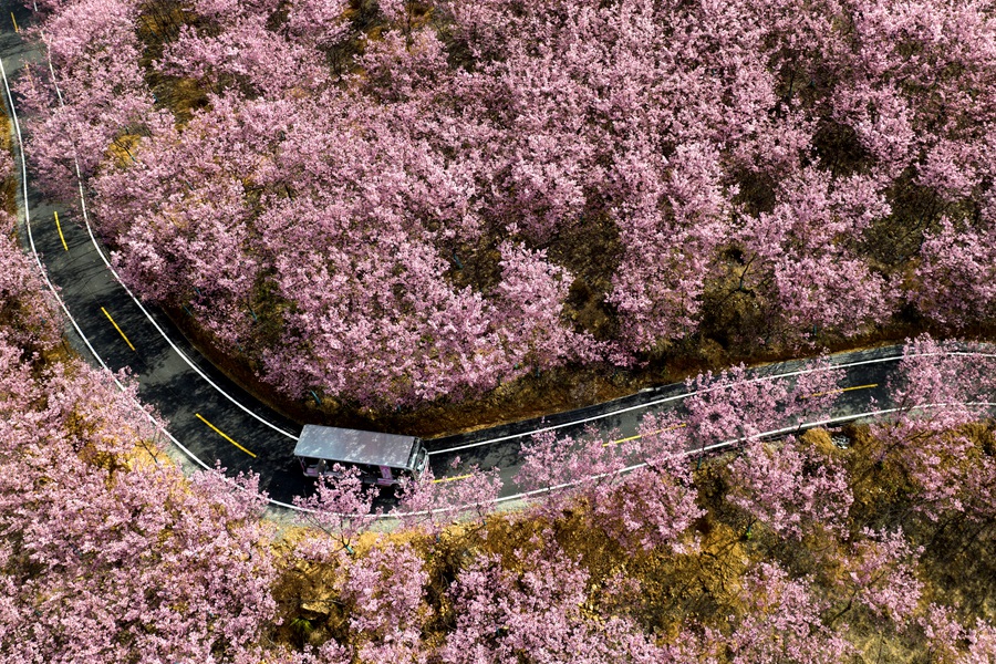 在清流賴坊櫻花園內(nèi)，一輛輛滿載游客的觀光車穿梭期間。陳汝輝攝