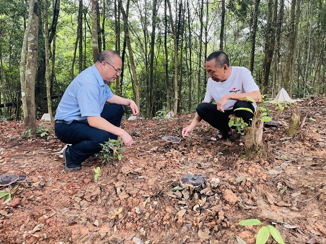 武平農(nóng)信聯(lián)社金融助理前往林農(nóng)林場查看靈芝生長情況。