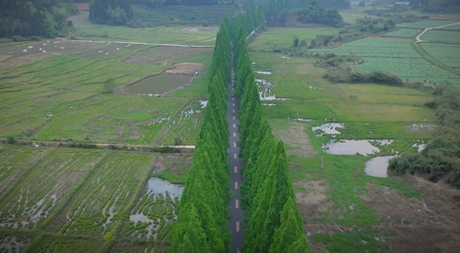 《最美騎行路》無(wú)人機(jī)航拍環(huán)武夷國(guó)家公園1號(hào)風(fēng)景道沿途美景，建陽(yáng)江坊到長(zhǎng)坪的公路兩旁高大挺直的水杉，春天翠綠，春意盎然。</p