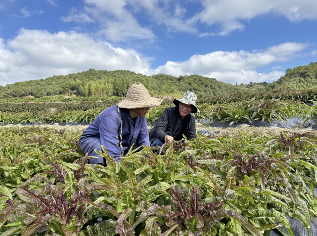 大圪村科技小站農(nóng)技專家和農(nóng)戶在田間交流萵筍種植經(jīng)驗(yàn)。龔鍵榮攝