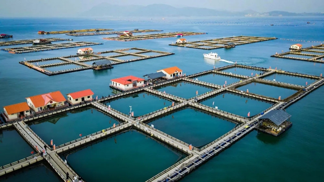 大黃魚養(yǎng)殖基地。阮傳龍攝