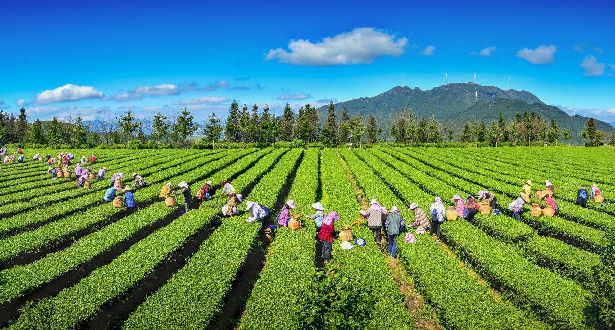 安溪茶農(nóng)采茶忙。（資料圖片）陳達(dá)水?dāng)z