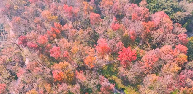 楊家溪榕楓公園的紅葉林