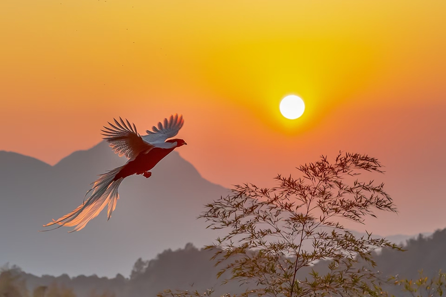 夕陽下飛來“金鳳凰”