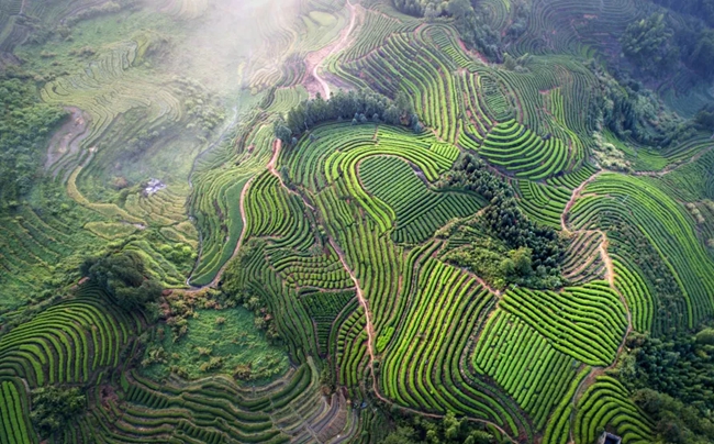 瑪坑鄉(xiāng)萬畝茶園。陳敏攝