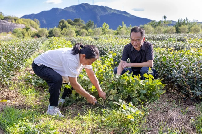 茶園套種大豆模式