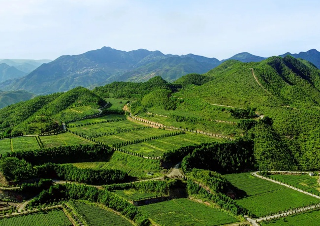 安溪茶山，梯田層層