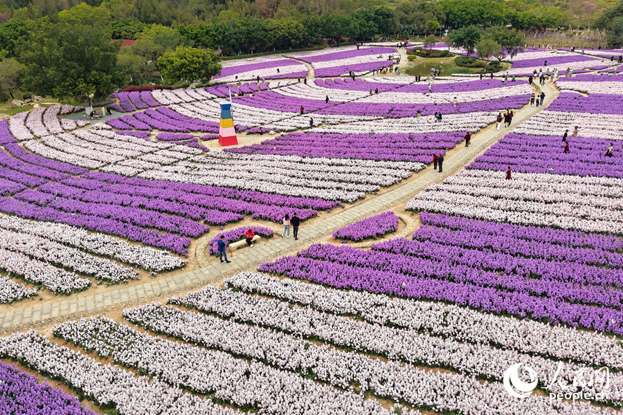 粉紫色紫羅蘭交織成浪漫“花毯”。人民網(wǎng)記者 陳博攝