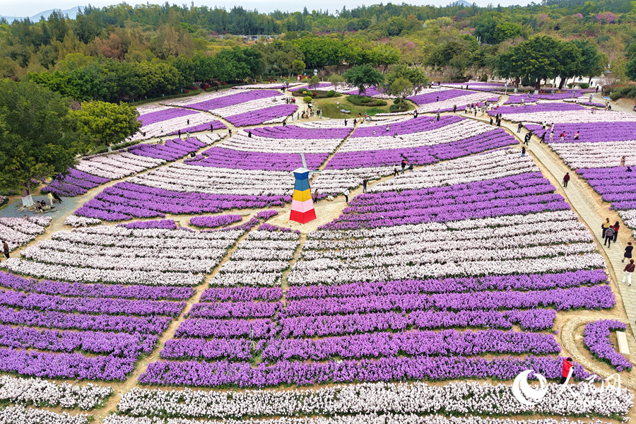 紫羅蘭花海美如畫。人民網(wǎng)記者 陳博攝