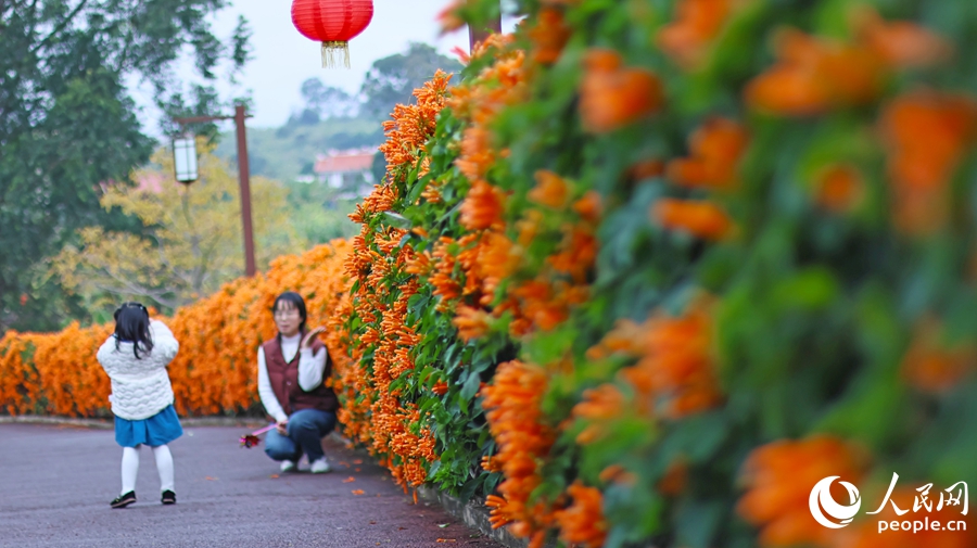 層層疊疊的炮仗花吸引一對母女拍照留念。人民網(wǎng) 李昌乾攝