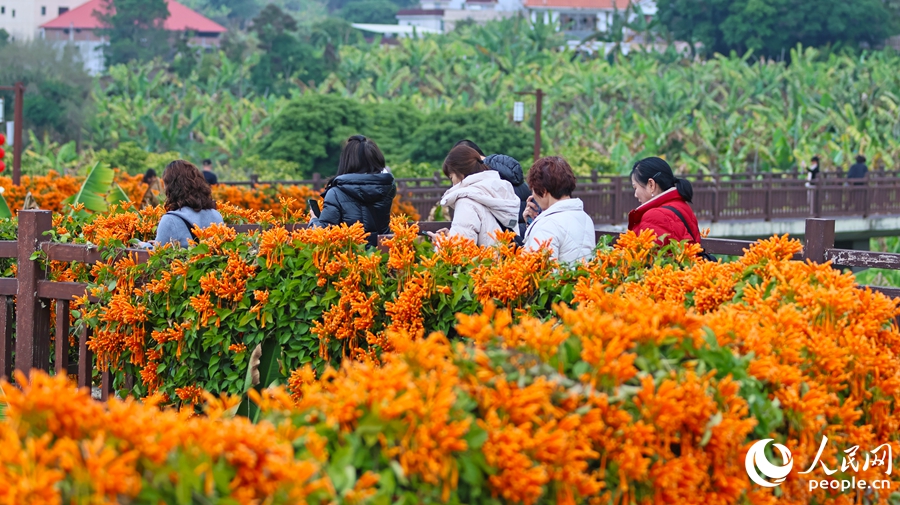 盛開的炮仗花似瀑布垂落木棧，游客們共賞春光。人民網(wǎng) 李昌乾攝