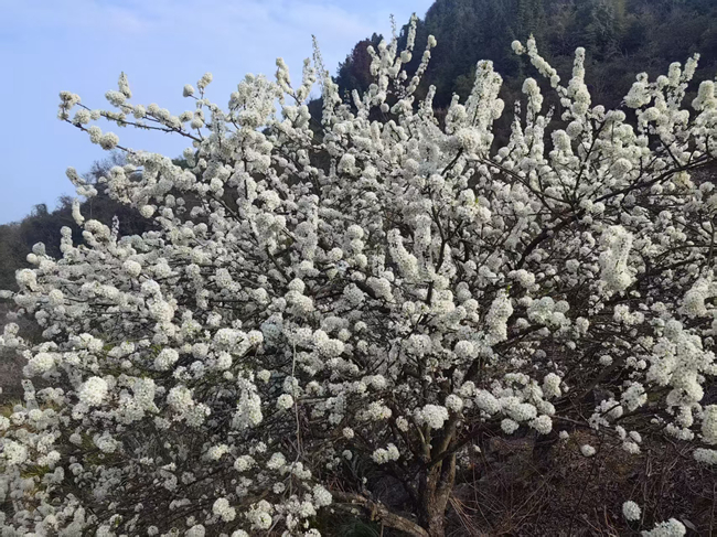 滿樹繁花似雪。陳首先攝