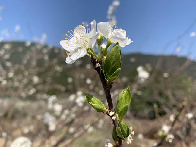 枝頭綻放的潔白花朵。林萍攝